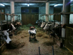 Ismaele in stalla con le nostre mucche - Vicini Azienda Agricola